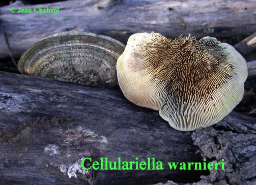 Cellulariella warnieri récolté sur lacommune de Boisset et Gaujac (30)