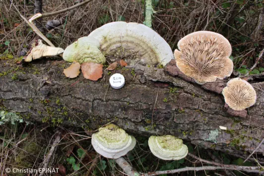 Cellulariella warnieri récolté sur la commune de Boucoiran et Nozières (30)