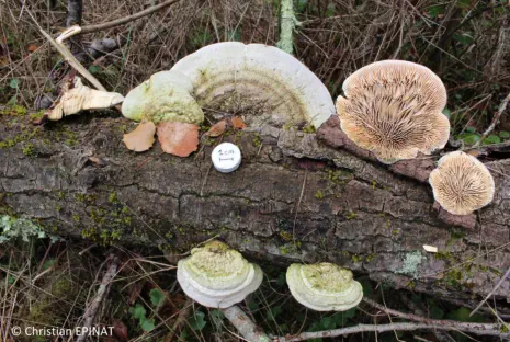 Cellulariella warnieri récolté sur la commune de Boucoiran et Nozières (30)