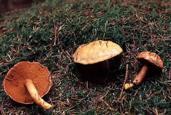 Chalciporus piperatus (bolet poivre)