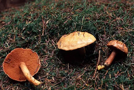 Chalciporus piperatus (bolet poivre)
