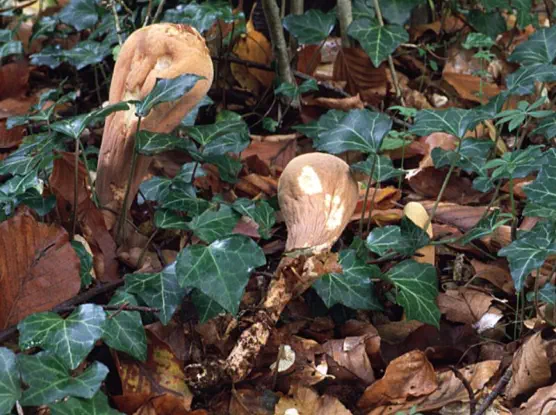 Clavariadelphus pistillaris (clavaire en massue)