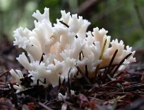 clavulina coralloides ou cristata (clavaire en crête)