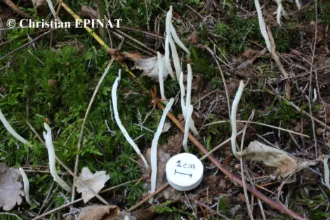 Clavulina rugosa - Saint Jean du Gard (30)- (Photo C. Epinat)