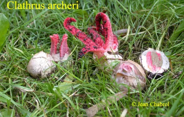 Clathrus archeri, récolté à Thoiras (30)