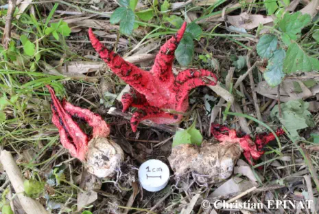 Clathrus archeri récolté sur la commune de Générargues (30)