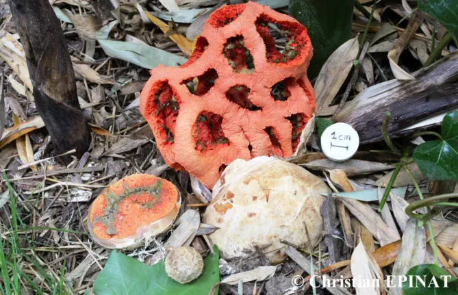 Clathrus ruber récolté sur la commune de Générargues (30)