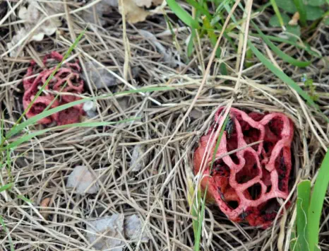 Clathrus ruber (coeur de sorcière ou clathre grillagé)