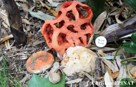 Clathrus ruber récolté sur la commune de Générargues (30)