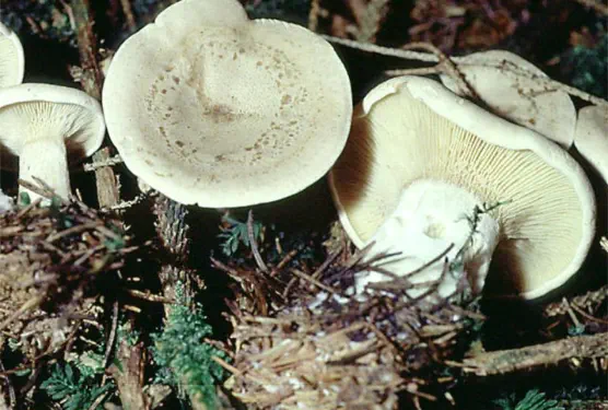 Clitocybe alexandri (clitocybe plombe)