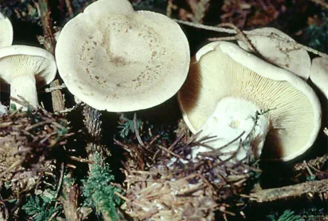 Clitocybe alexandri (clitocybe plombe)