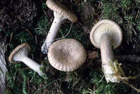 clitocybe costata (clitocybe cotelé)