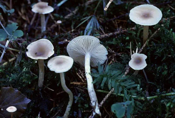 clitocybe fragrans