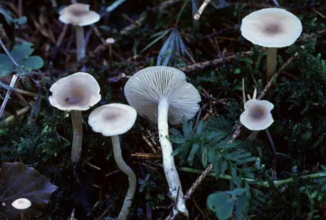 clitocybe fragrans