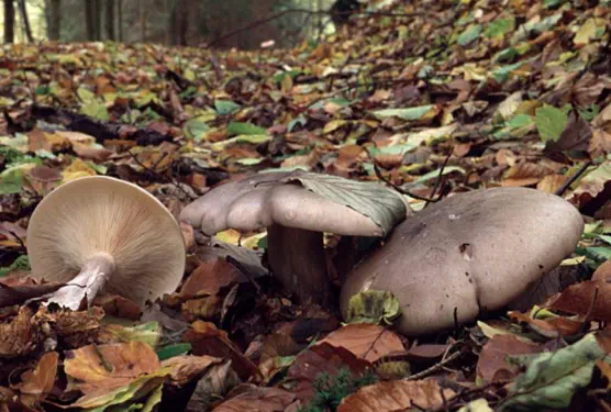 Clitocybe nebularis (clitocybe nebuleux ou lepista nebularis)