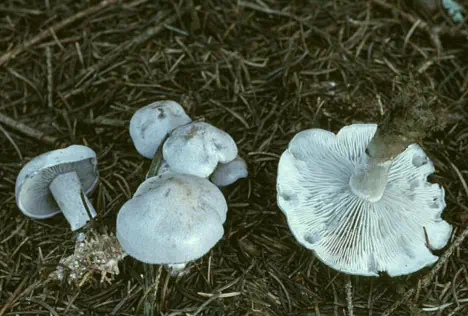 Clitocybe odora (clitocybe odorant ou anisé)