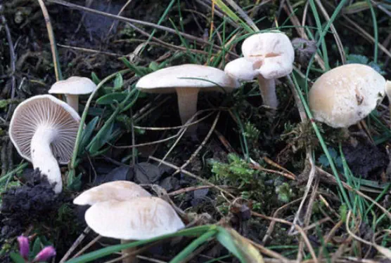 Clitocybe rivulosa