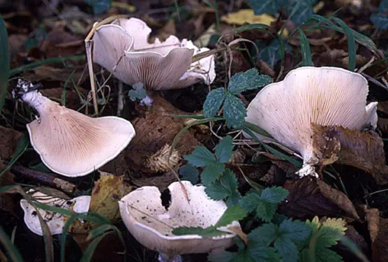 Clitopilus prunulus (clitopile petite prune ou meunier)