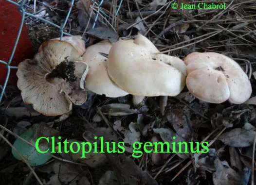 Clitopilus geminus récolté sur la commune de Soorts-Hossegor (40)