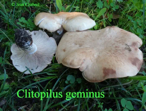 Clitopilus geminus récolté sur la commune de Soorts-Hossegor (40)