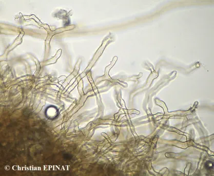 Coltricia perennis récolté sur la commune de Barre des Cévennes (48) - Microscopie de détail de cuticule