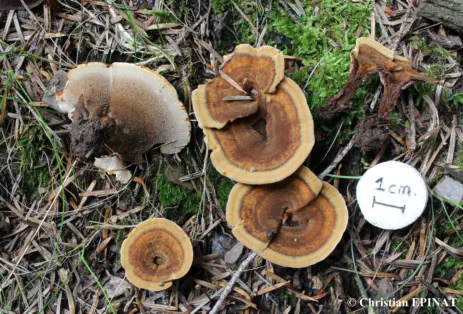Coltricia perennis récolté sur la commune de Barre des Cévennes (48)
