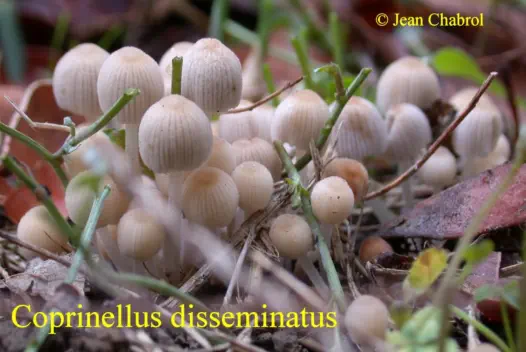 coprinellus disseminatus, récolté à Alès (30)