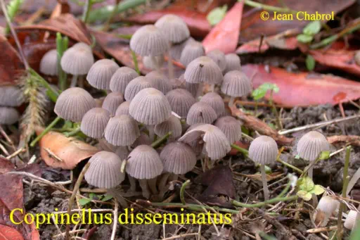 coprinellus disseminatus, récolté à Alès (30)