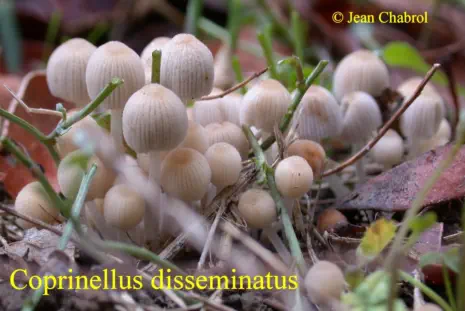 coprinellus disseminatus, récolté à Alès (30)
