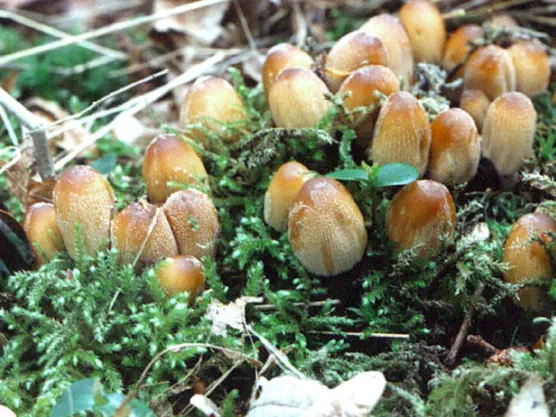Coprinellus micaceus