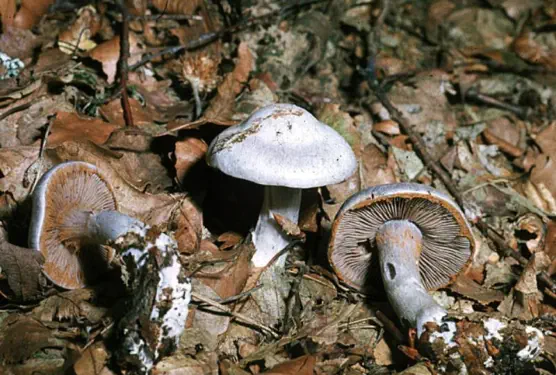 Cortinarius alboviolaceus (cortinaire blanc-violet)