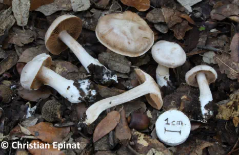 Cortinarius araneosovolvatus récolté sur la commune de Saint Christol lez Alès (30)