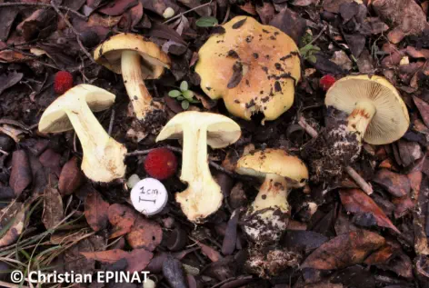 Cortinarius aurilicis récolté sur la commune de La Bastide d'Engras (30)