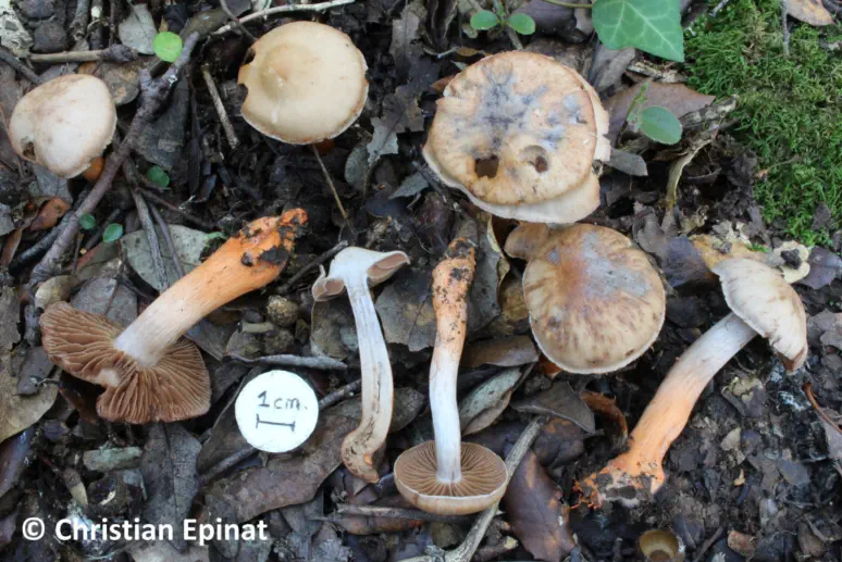 Cortinarius bulliardii récolté sur la commune de Saint Julien les Rosiers (30)