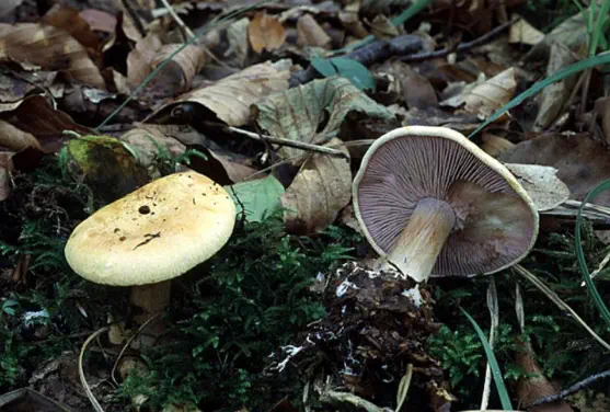 Cortinarius calochrous (cortinaire joli ou cortinaire à belle couleur)