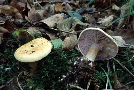 Cortinarius calochrous (cortinaire joli ou cortinaire à belle couleur)