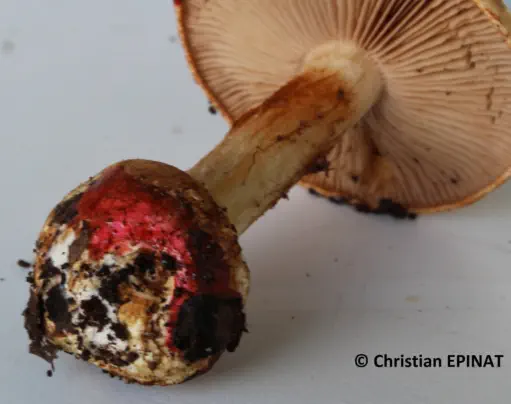 Cortinarius catharinae récolté sur la commune de Tornac (30)