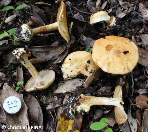 Cortinarius catharinae récolté sur la commune de Tornac (30)