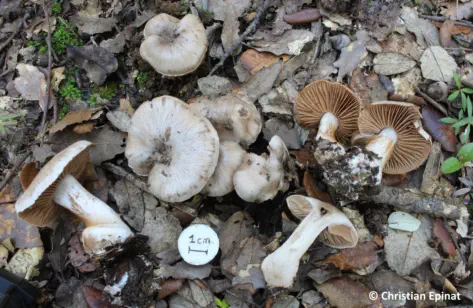 Cortinarius chevassutii récolté sur la commune de Saint Christol lez Alès (30)