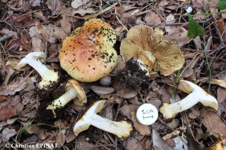 Cortinarius cedretorum var. suberetorum récolté sur la commune de Tornac (30)