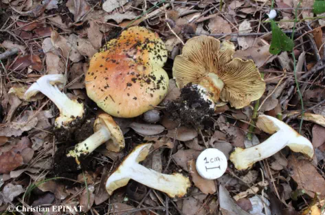 Cortinarius cedretorum var. suberetorum récolté sur la commune de Tornac (30)