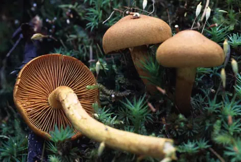 Cortinarius  cinnamomeoluteus (cortinaire jaune canelle)