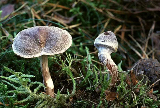 Cortinarius hemitrichus (cortinaire semi-poilu ou cortinaire velouté)