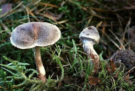 Cortinarius hemitrichus (cortinaire semi-poilu ou cortinaire velouté)