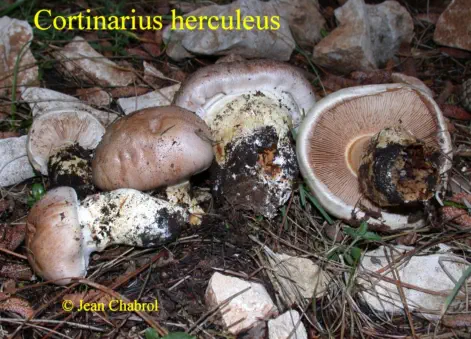 Cortinarius herculeus, récolté à Belvézet (30)