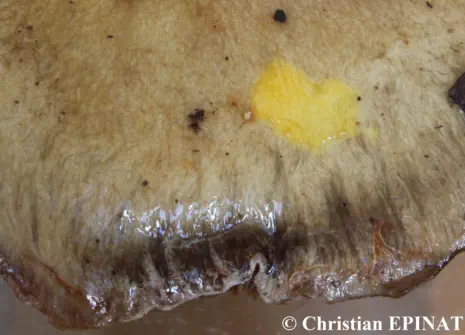 Cortinarius infractus - Réaction jaune d'or de la cuticule au réactif TL4 du Dr HENRY