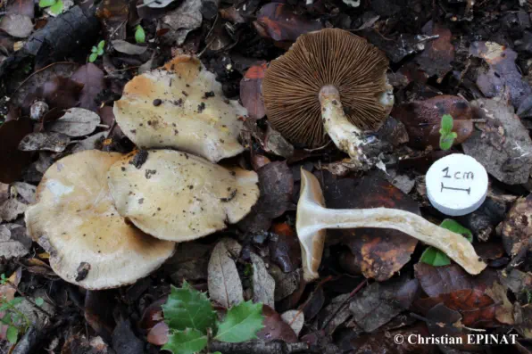 Cortinarius infractus