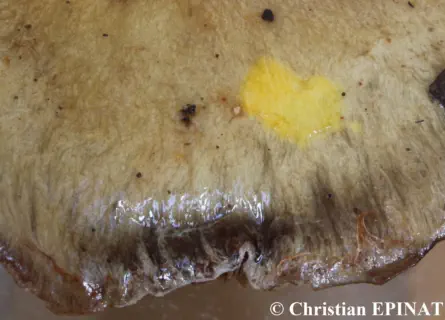 Cortinarius infractus - Réaction jaune d'or de la cuticule au réactif TL4 du Dr HENRY