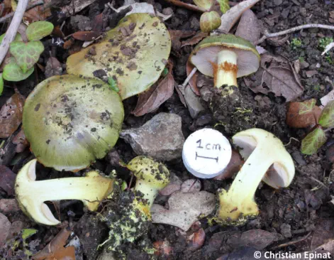Cortinarius ionochlorus récolté sur la commune de Saint Christol les Alès (30)