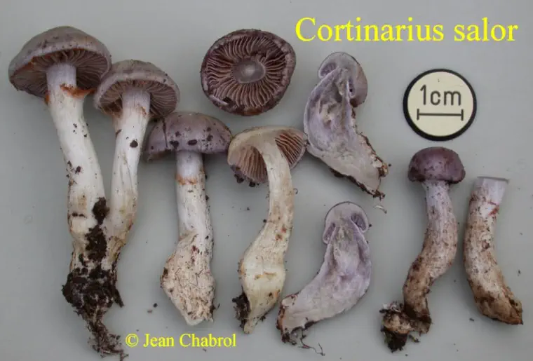 Cortinarius salor, récolté à Tornac (30)